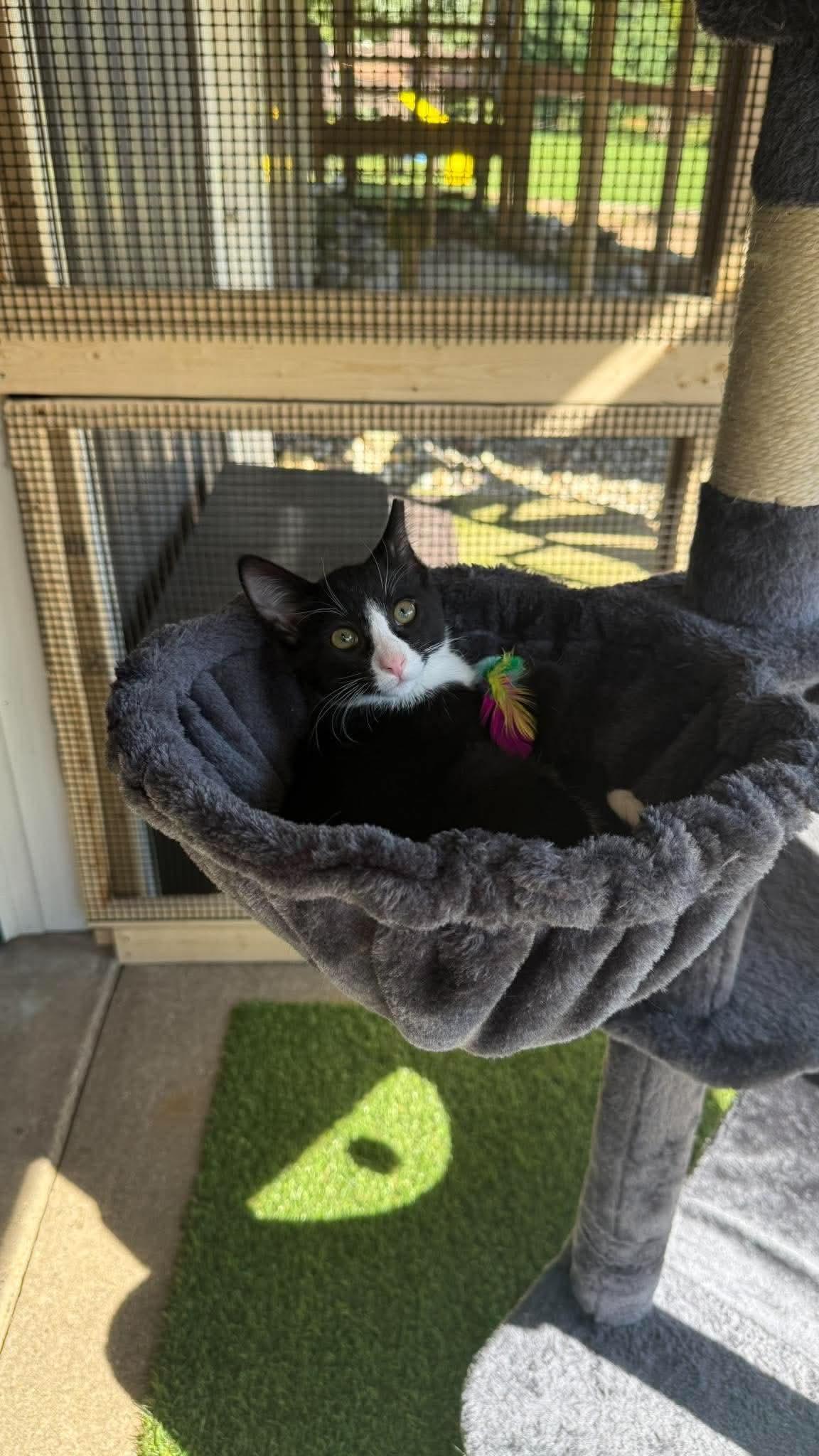 Mr. Handsome, Adopted, Kitten Male Domestic Short Hair.