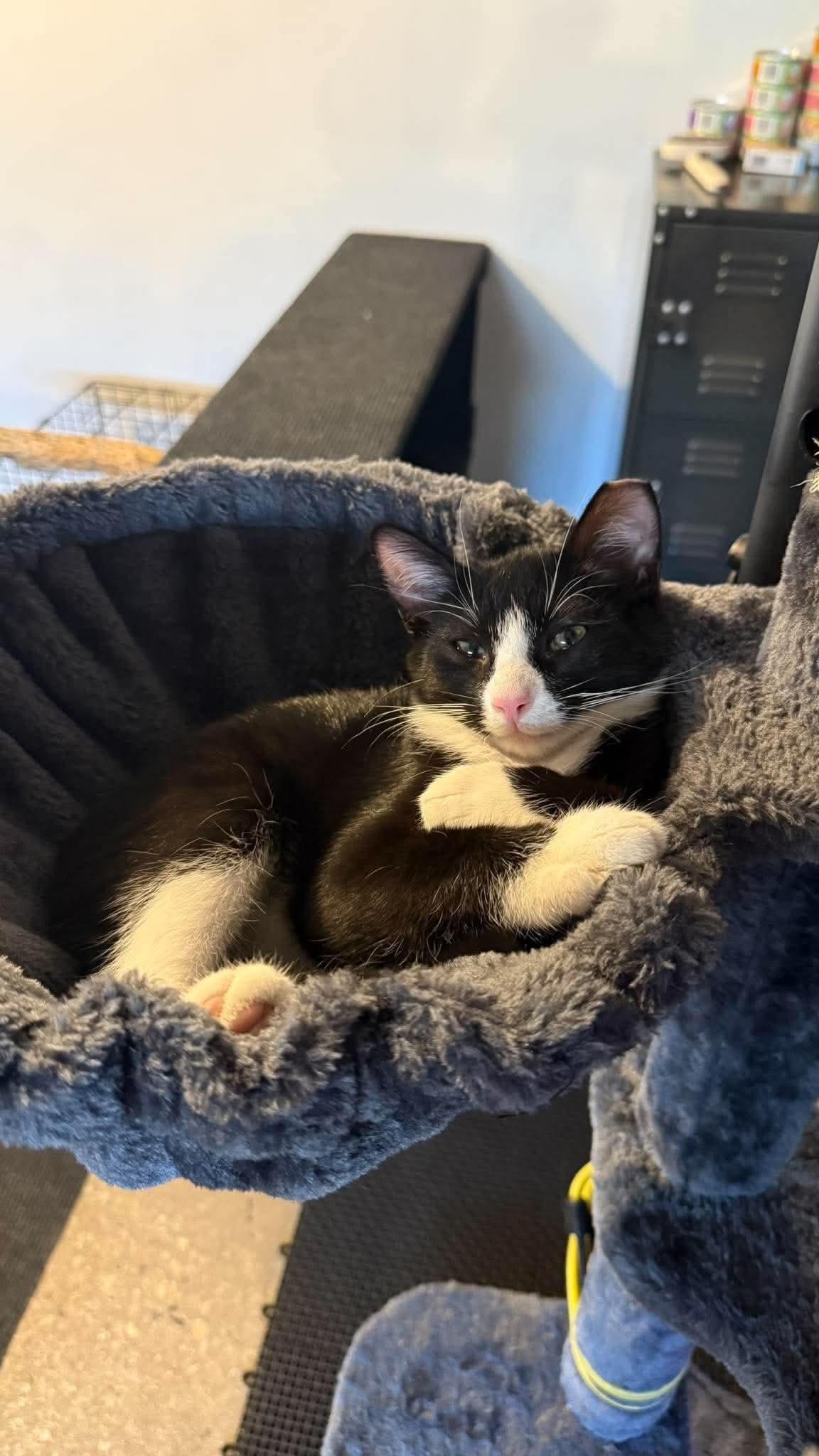 Enlarge Mr. Handsome, a Adopted Domestic Short Hair in East Lansing, MI image 3/6