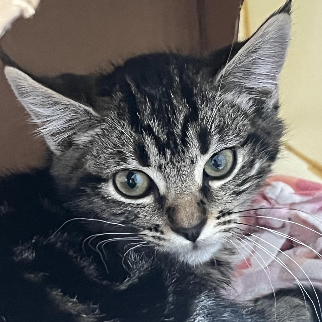 Alpine, Adoptable, Kitten Female Domestic Short Hair.