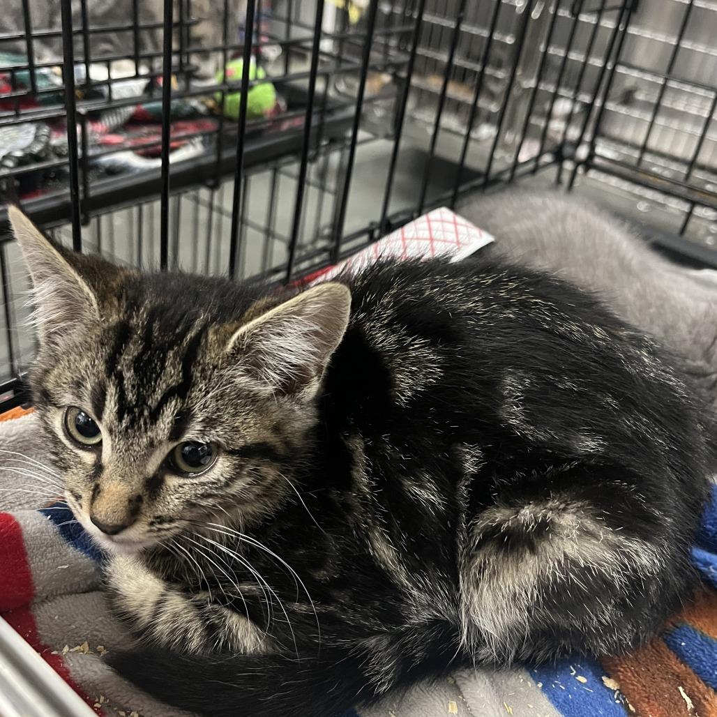 Alpine, a Adoptable Domestic Short Hair in Idaho Falls, ID image 2/3
