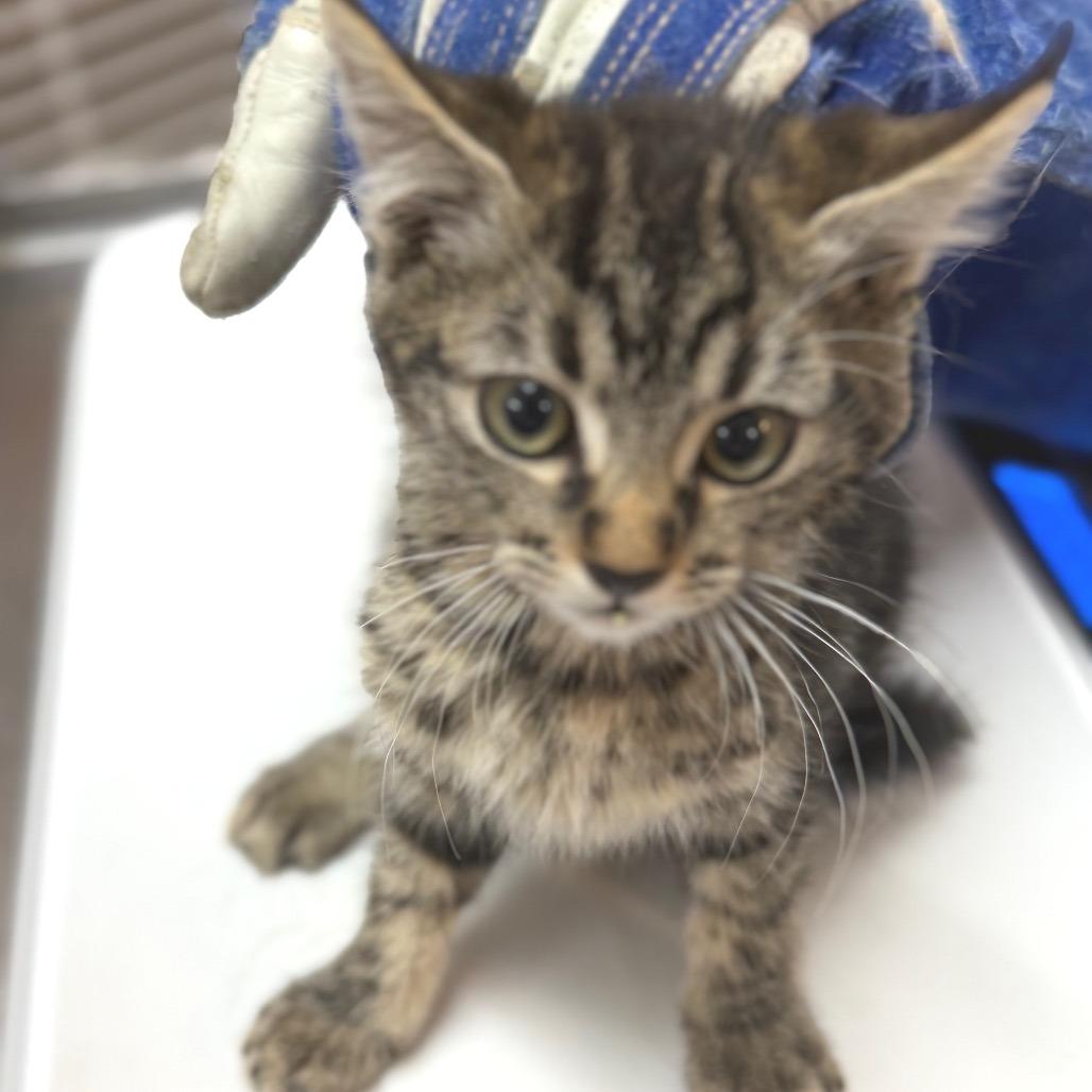 Alpine, a Adoptable Domestic Short Hair in Idaho Falls, ID image 3/3