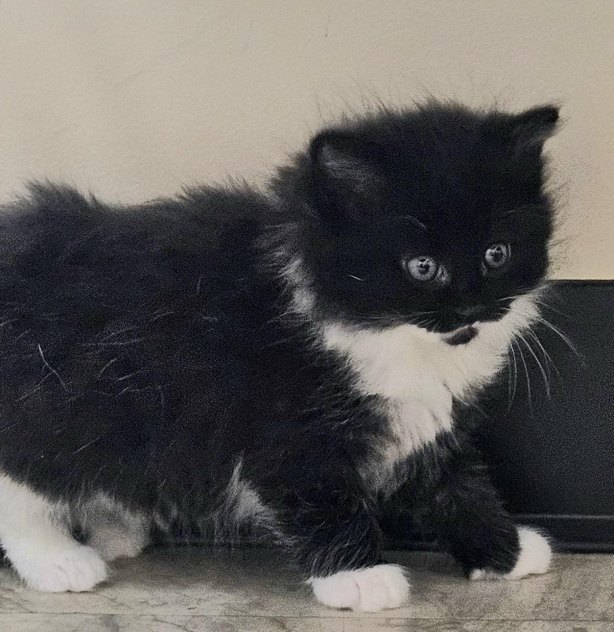 Annie, Adopted, Kitten Female Tuxedo.