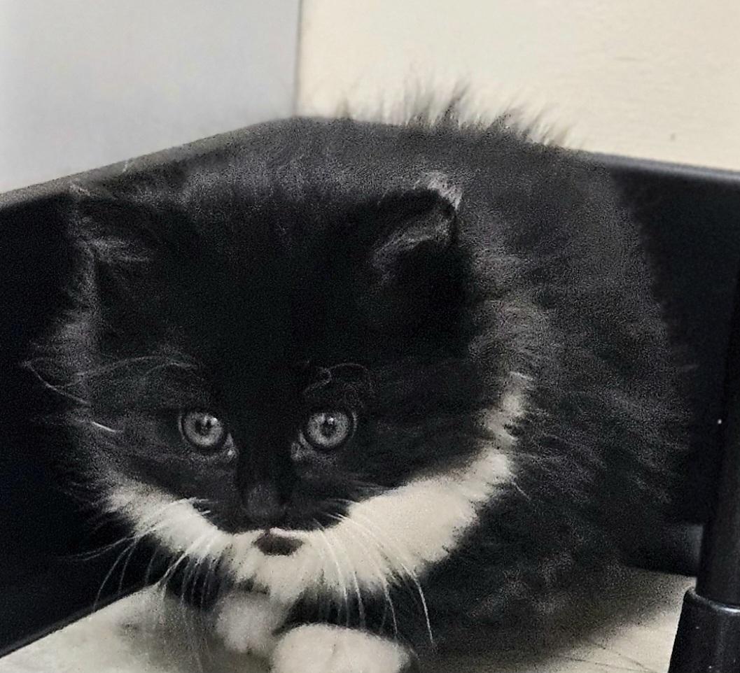 Enlarge Annie, a Adopted Tuxedo in Hopewell Jct, NY image 2/2