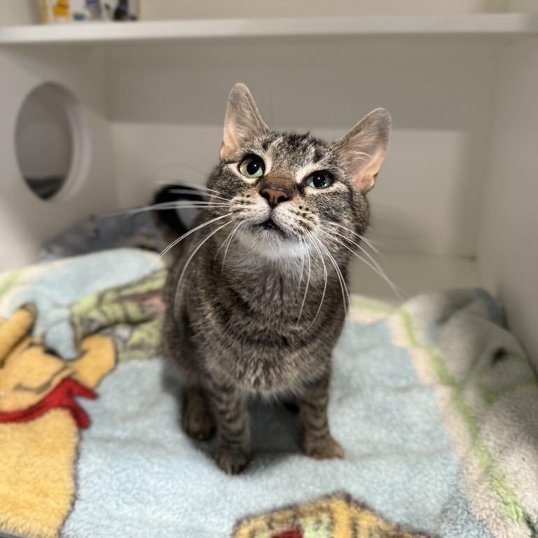 Etta, Adult Female Domestic Short Hair
