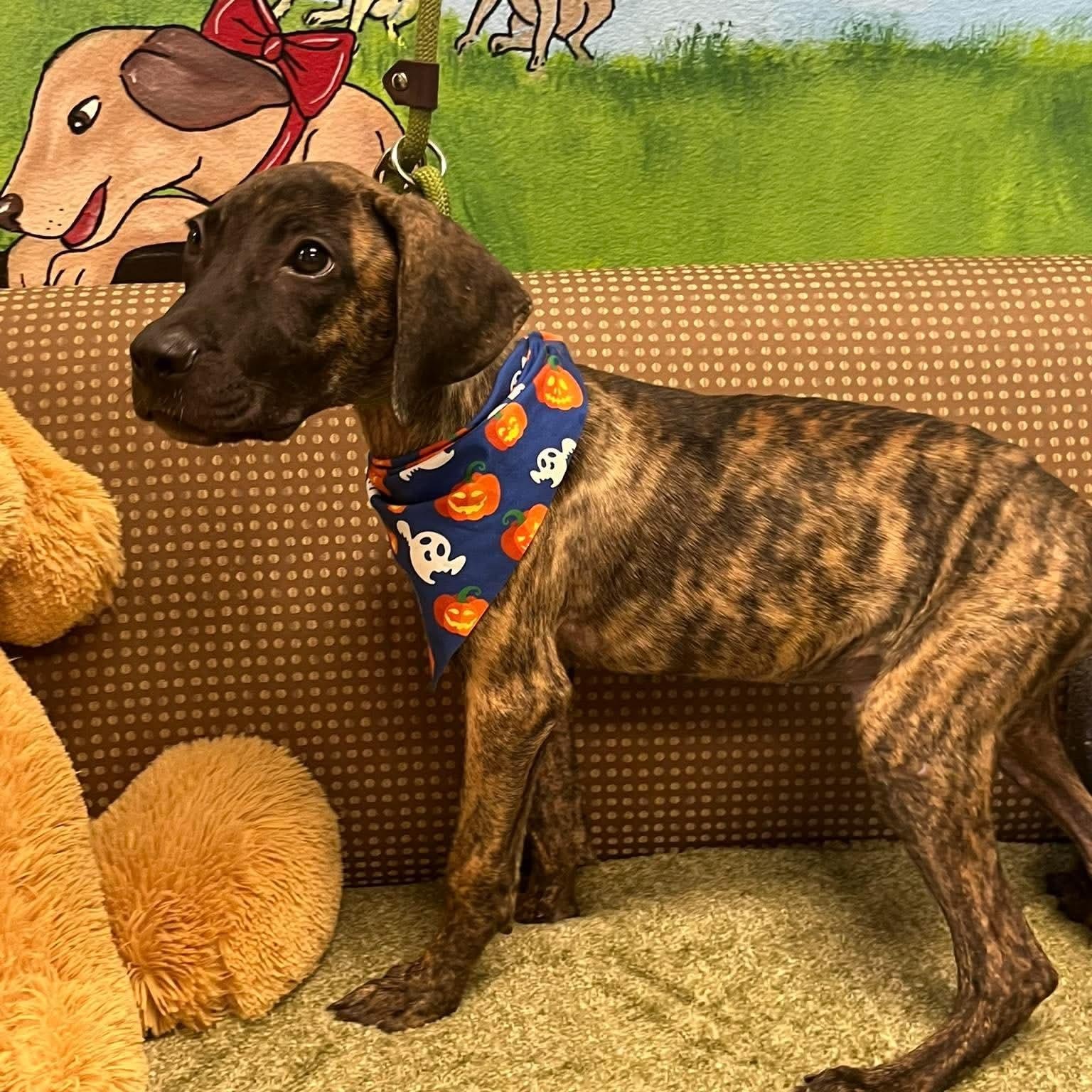 Enlarge Abel, a Adoptable mixed breed in Blairstown, NJ image 1/4