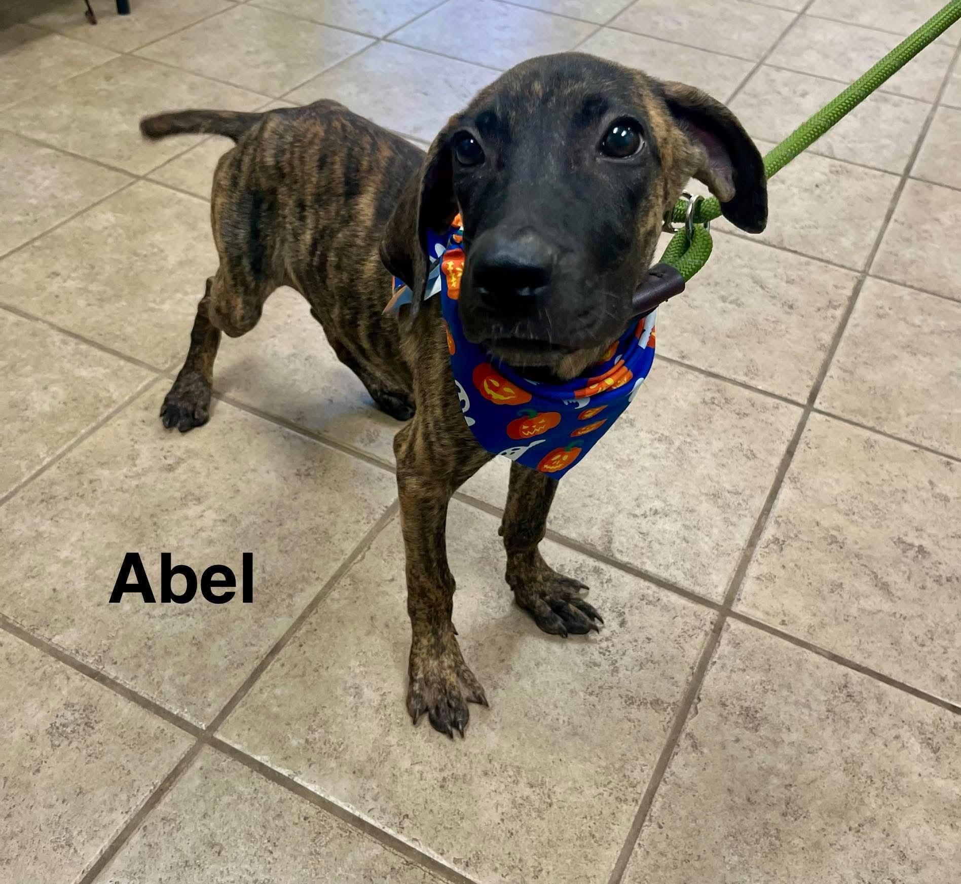 Enlarge Abel, a Adoptable mixed breed in Blairstown, NJ image 2/4