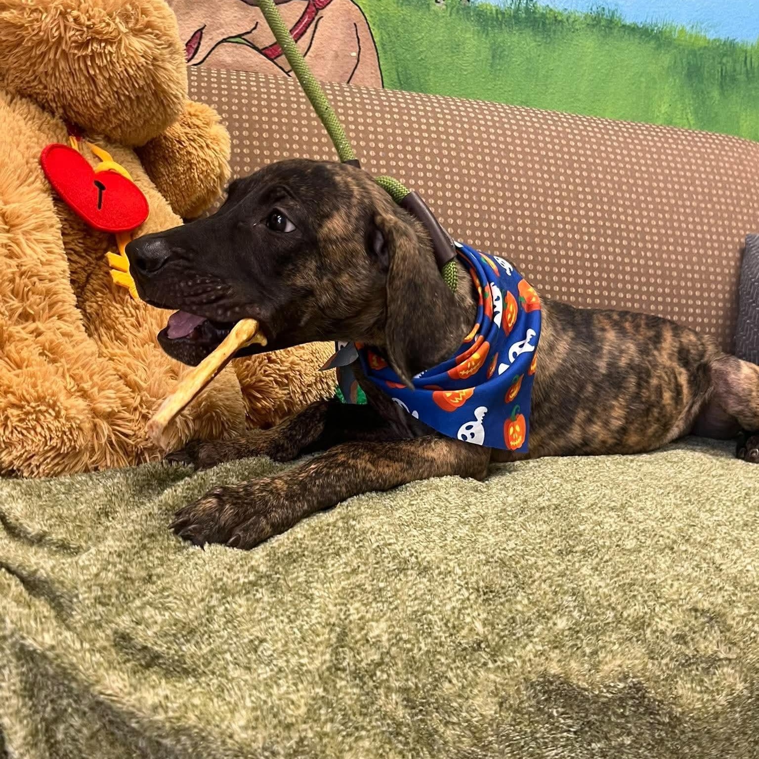 Enlarge Abel, a Adoptable mixed breed in Blairstown, NJ image 4/4