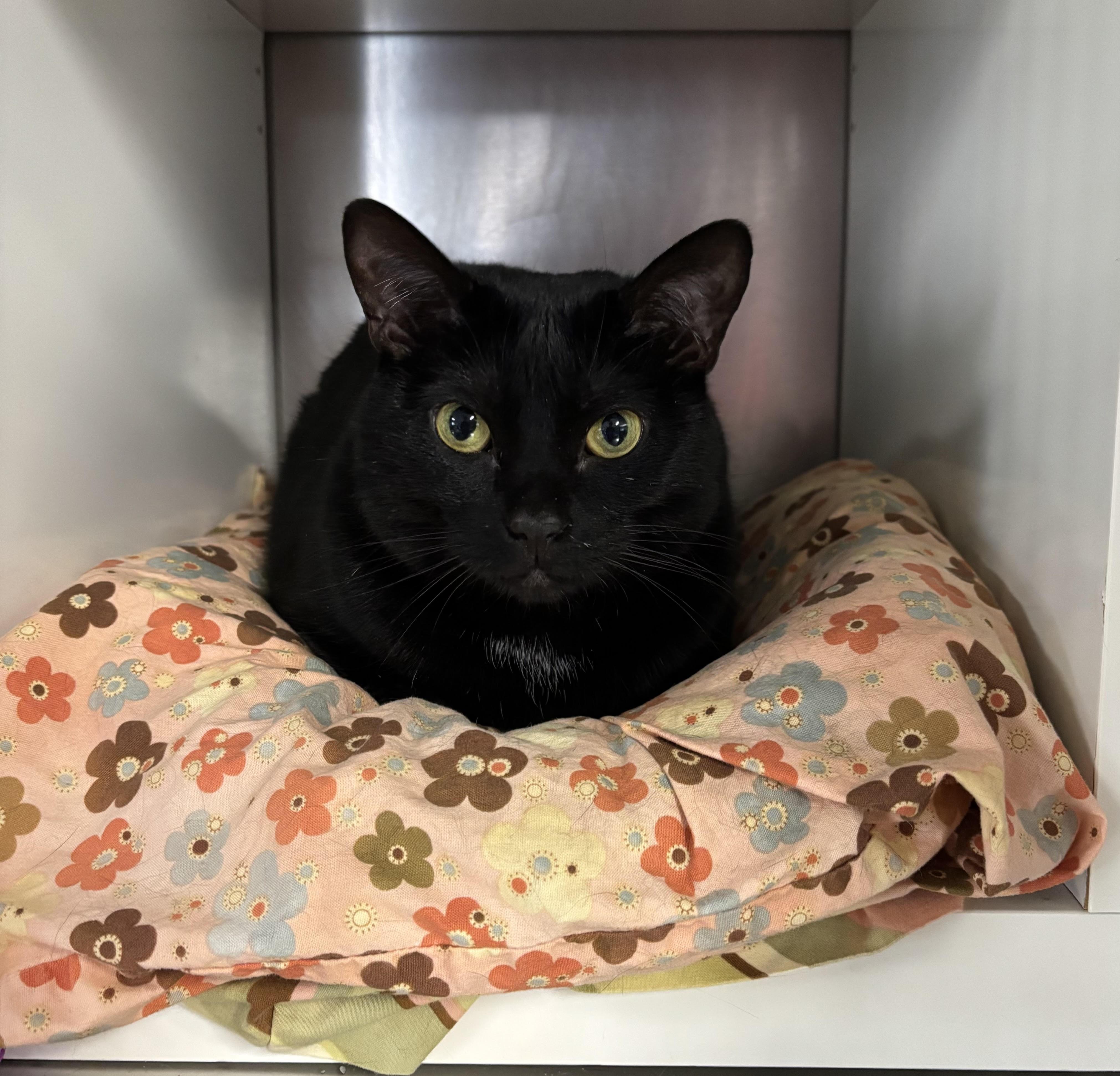 Enlarge Sasha, a ADOPTABLE Domestic Short Hair in Marblehead, MA image 1/1