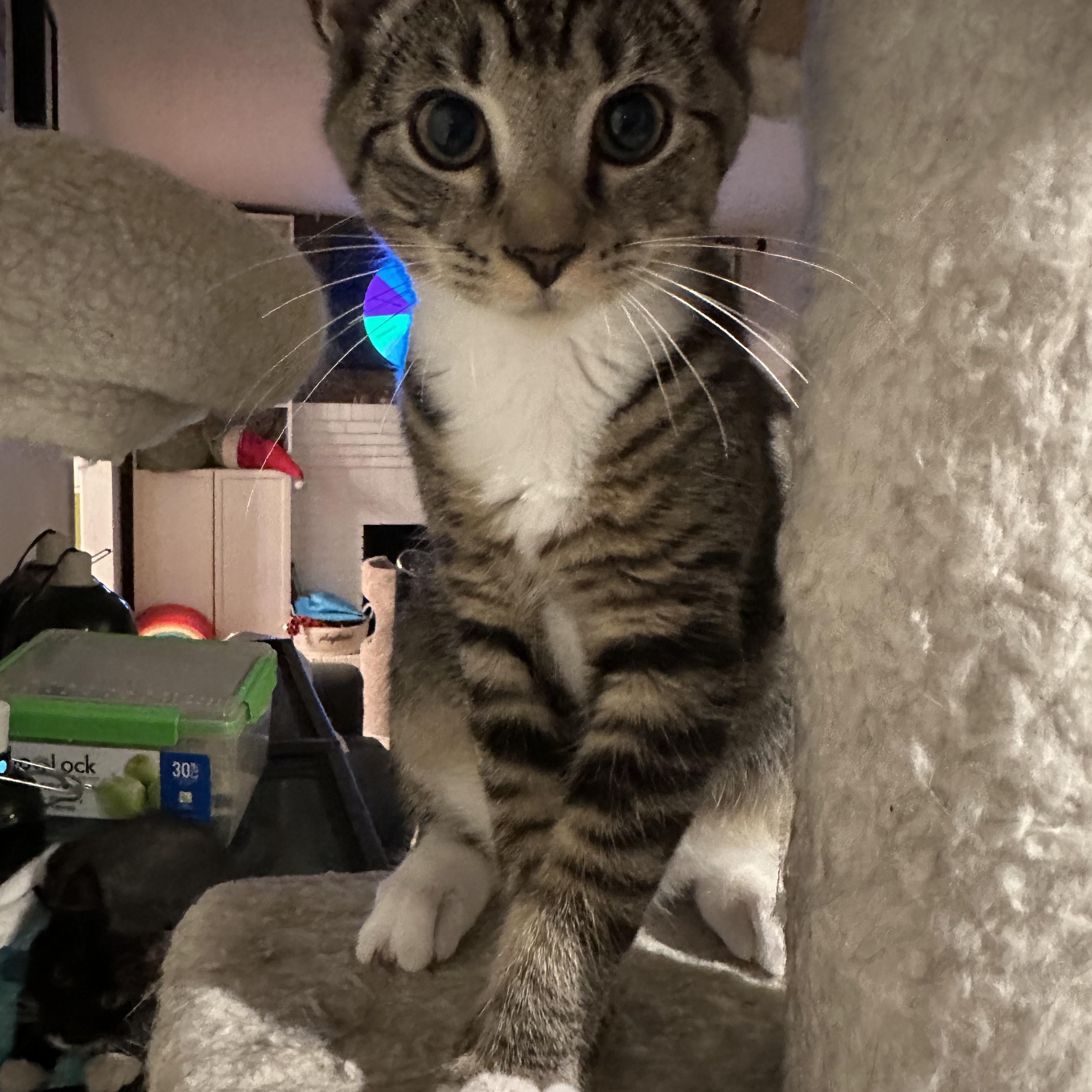 Pacey, Adoptable, Young Male Domestic Short Hair.