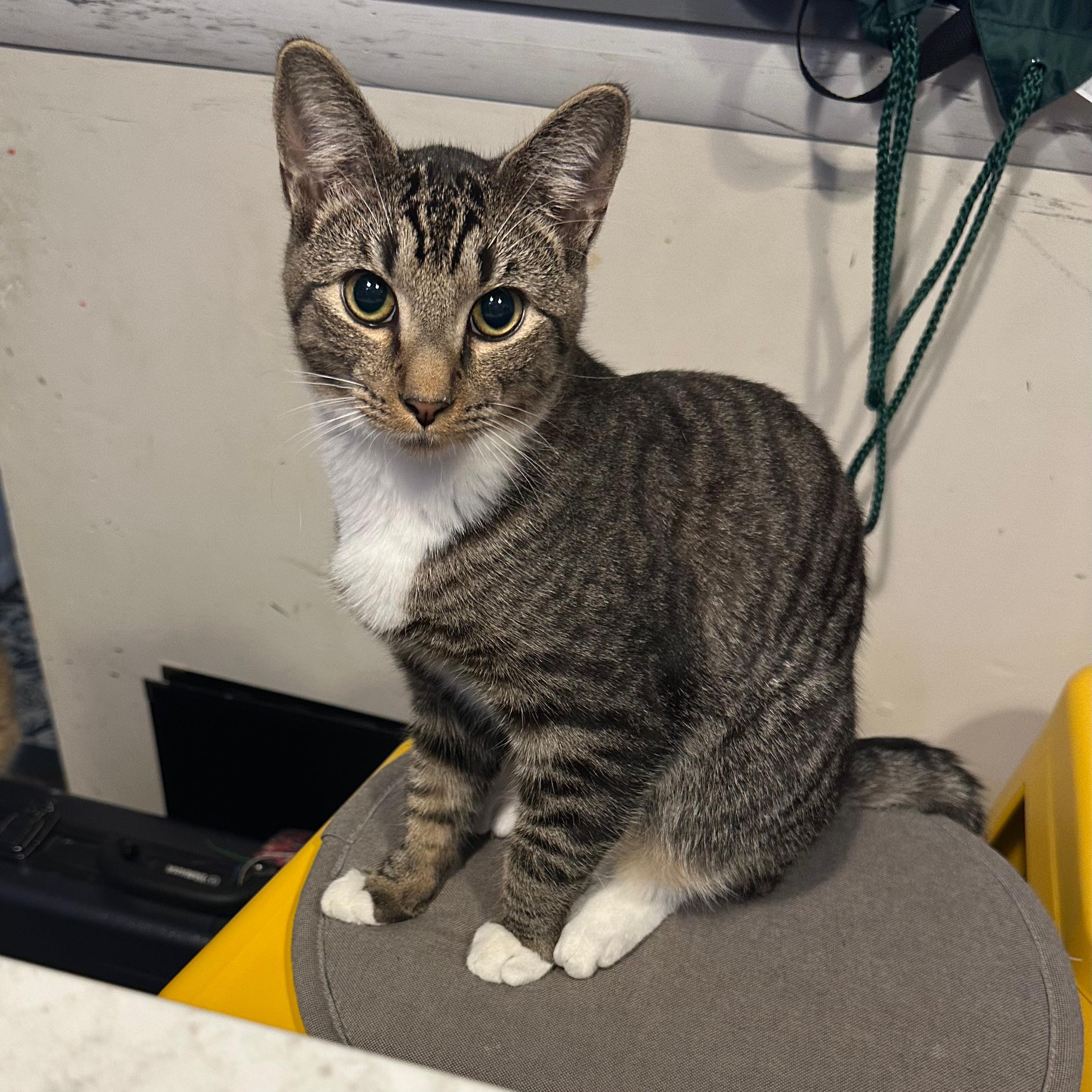 Enlarge Pacey, a Adoptable Domestic Short Hair in Allentown, PA image 1/2