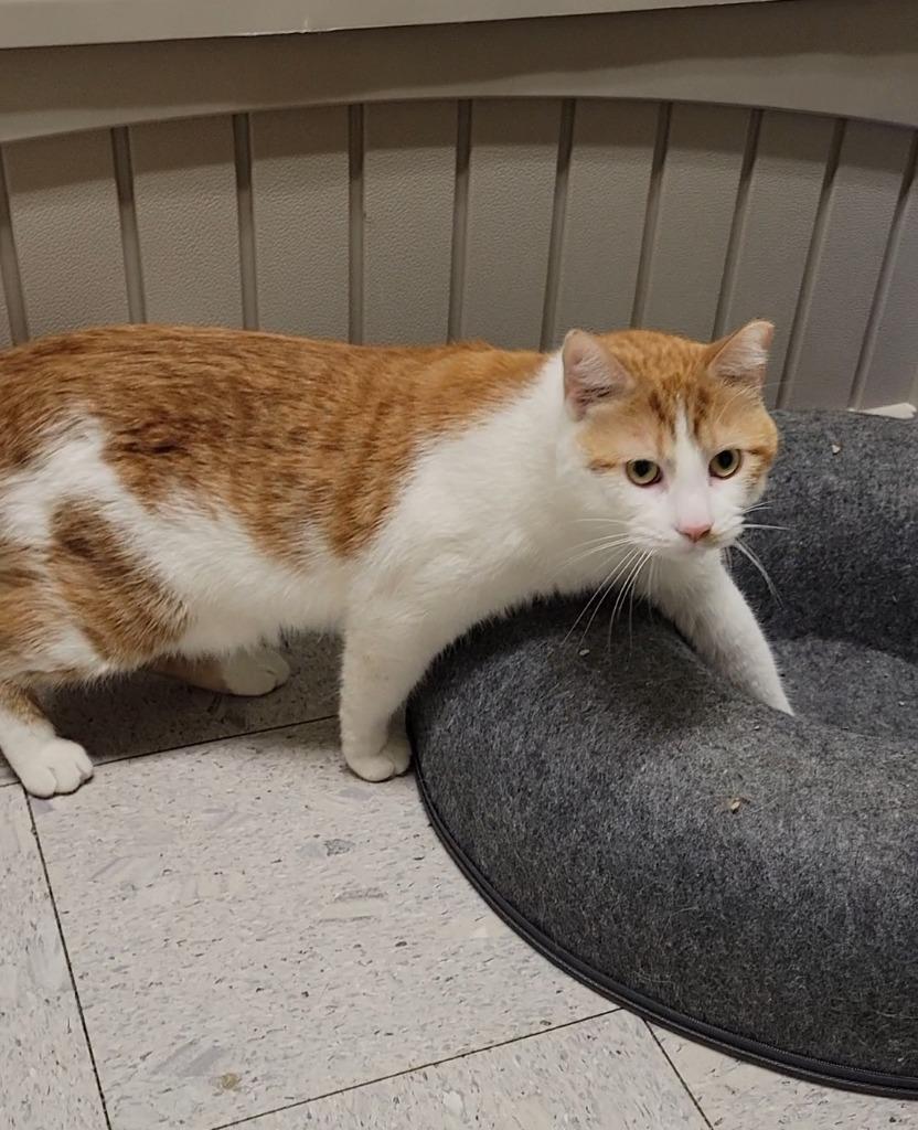 Münster, Adoptable, Adult Male Domestic Short Hair.