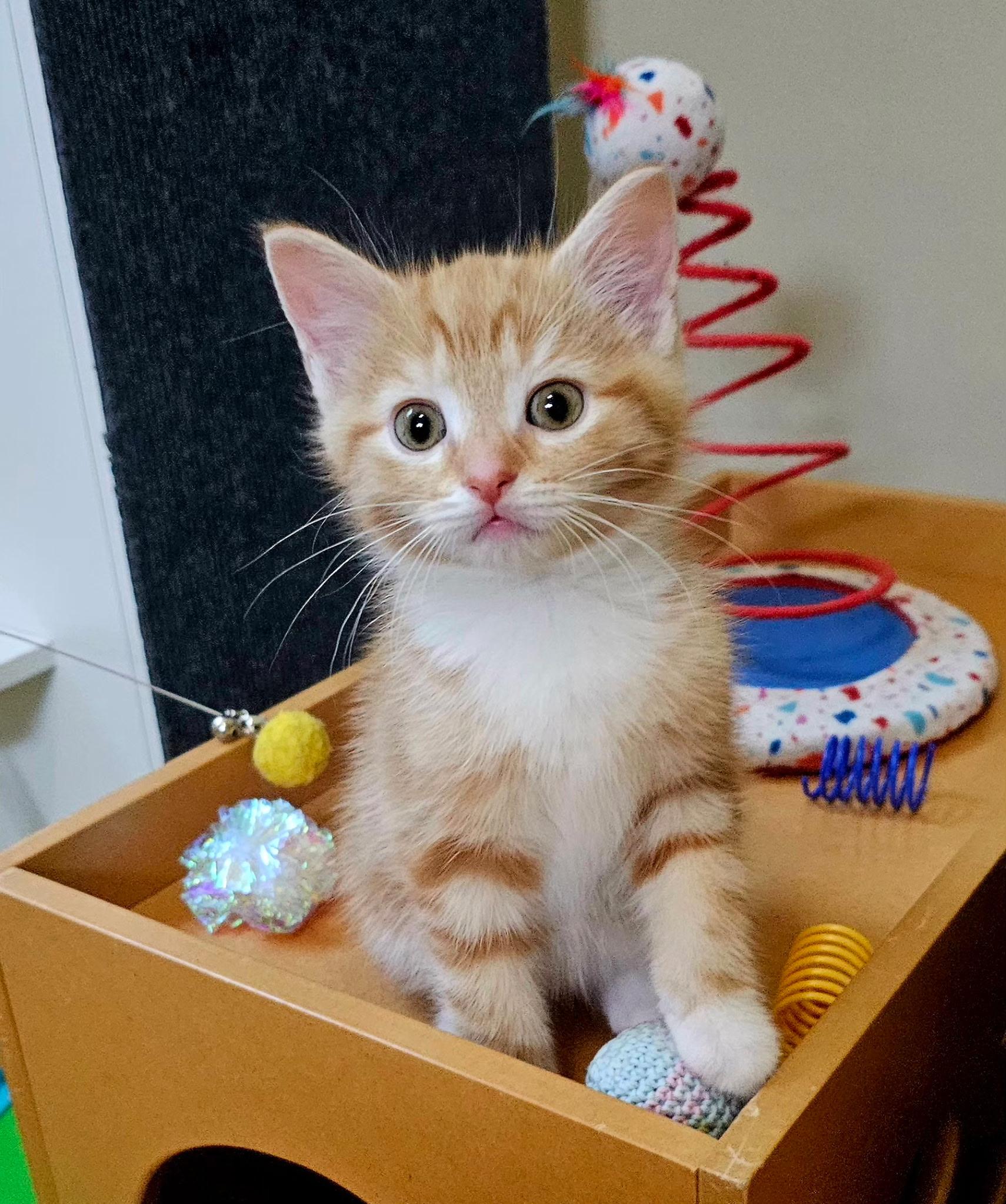 Enlarge BIRDY, an adopted Domestic Short Hair in Pittsburgh, PA image 3/4
