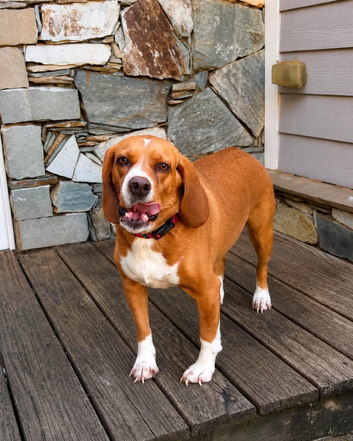 Enlarge Henry, a Adopted Beagle in Mouth Of Wilson, VA image 1/3