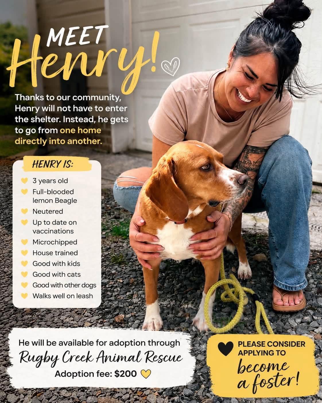 Enlarge Henry, a Adopted Beagle in Mouth Of Wilson, VA image 2/3
