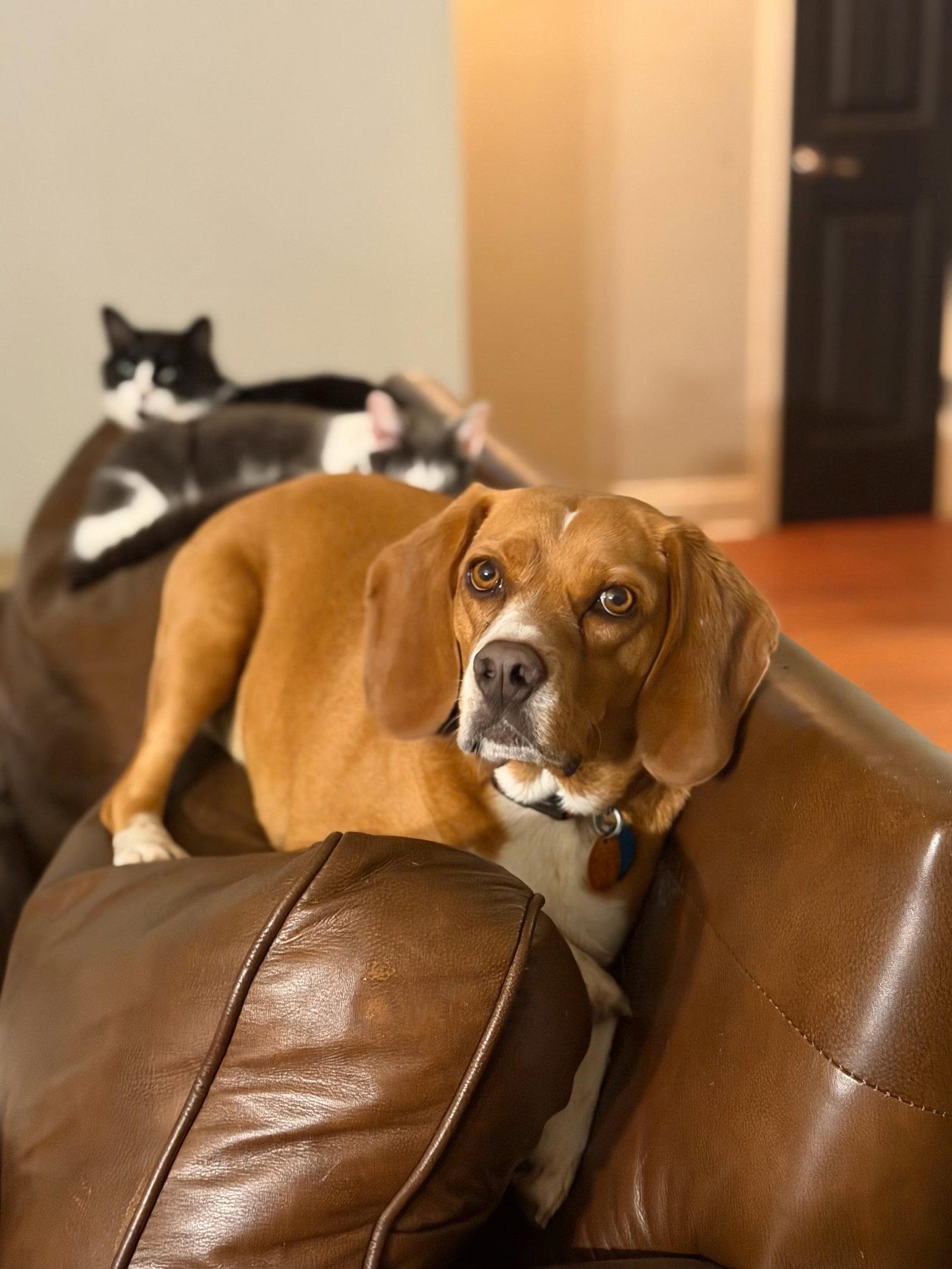 Enlarge Henry, a Adopted Beagle in Mouth Of Wilson, VA image 3/3