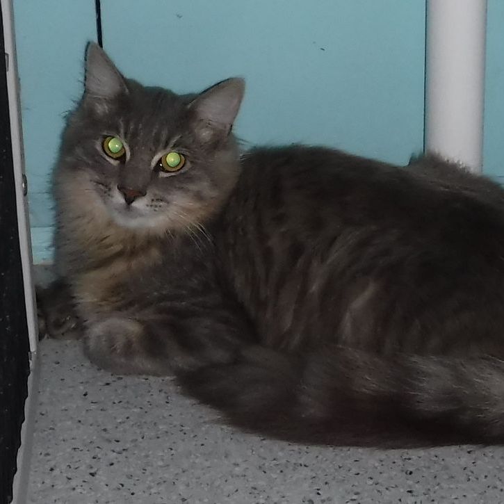 Working Cats - Fee Waived, We Deliver, a Adoptable Tabby in Hoquiam, WA image 2/6