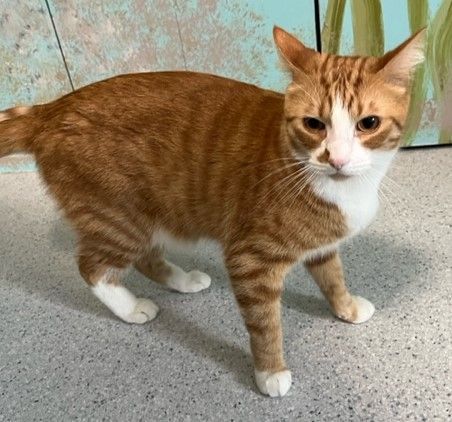 Working Cats - Fee Waived, We Deliver, a Adoptable Tabby in Hoquiam, WA image 3/6