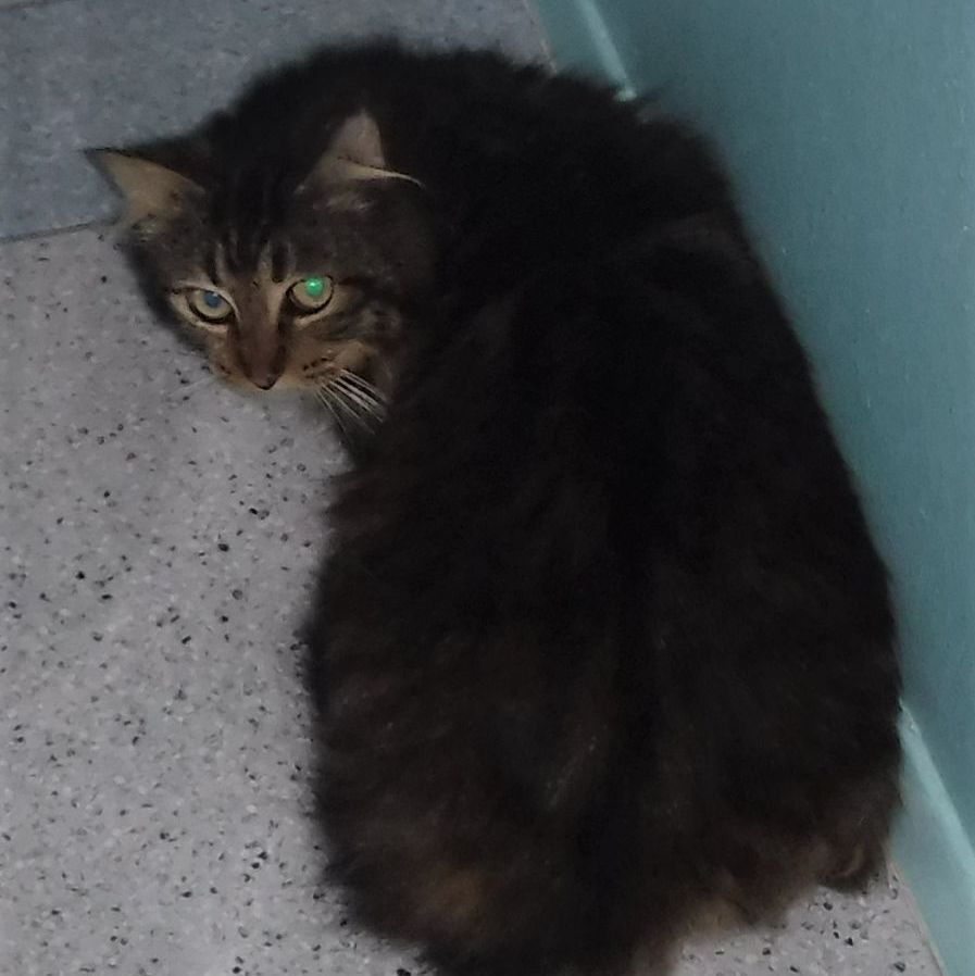 Working Cats - Fee Waived, We Deliver, a Adoptable Tabby in Hoquiam, WA image 4/6