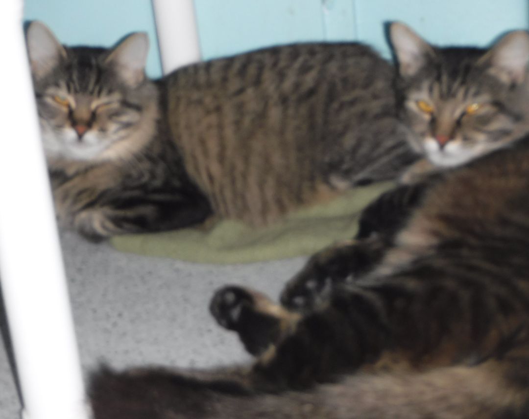 Working Cats - Fee Waived, We Deliver, a Adoptable Tabby in Hoquiam, WA image 1/6