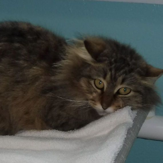 Working Cats - Fee Waived, We Deliver, a Adoptable Tabby in Hoquiam, WA image 5/6