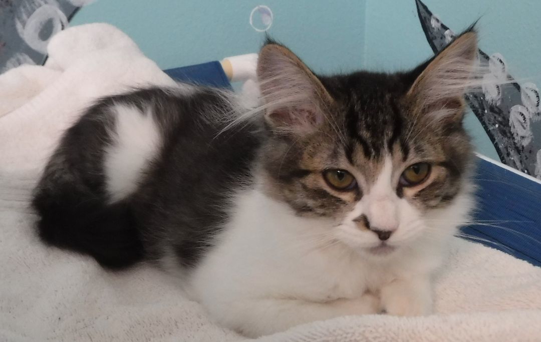 Working Cats - Fee Waived, We Deliver, a Adoptable Tabby in Hoquiam, WA image 6/6