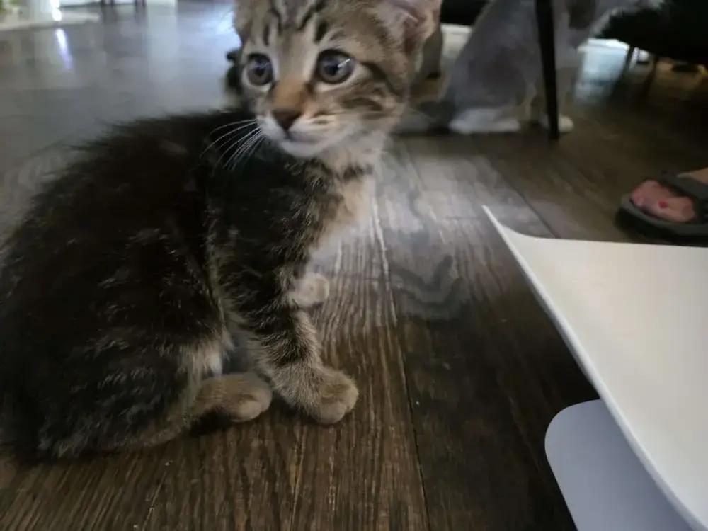 Osiris, Adoptable, Kitten Male Domestic Short Hair.