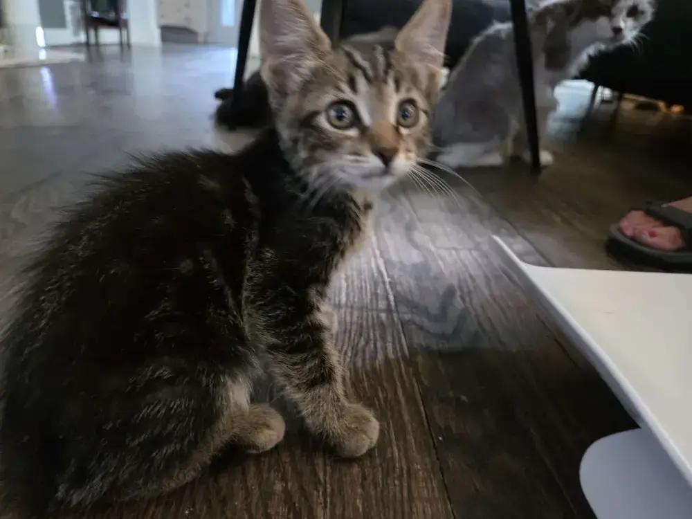 Enlarge Osiris, a Adoptable mixed breed in Grand Rapids, MI image 2/6