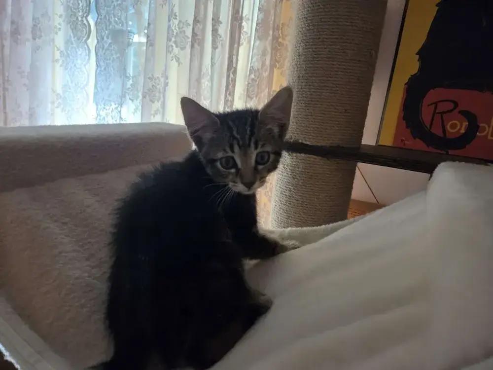 Enlarge Osiris, a Adoptable mixed breed in Grand Rapids, MI image 3/6
