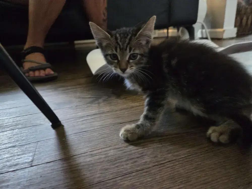 Enlarge Osiris, a Adoptable mixed breed in Grand Rapids, MI image 5/6