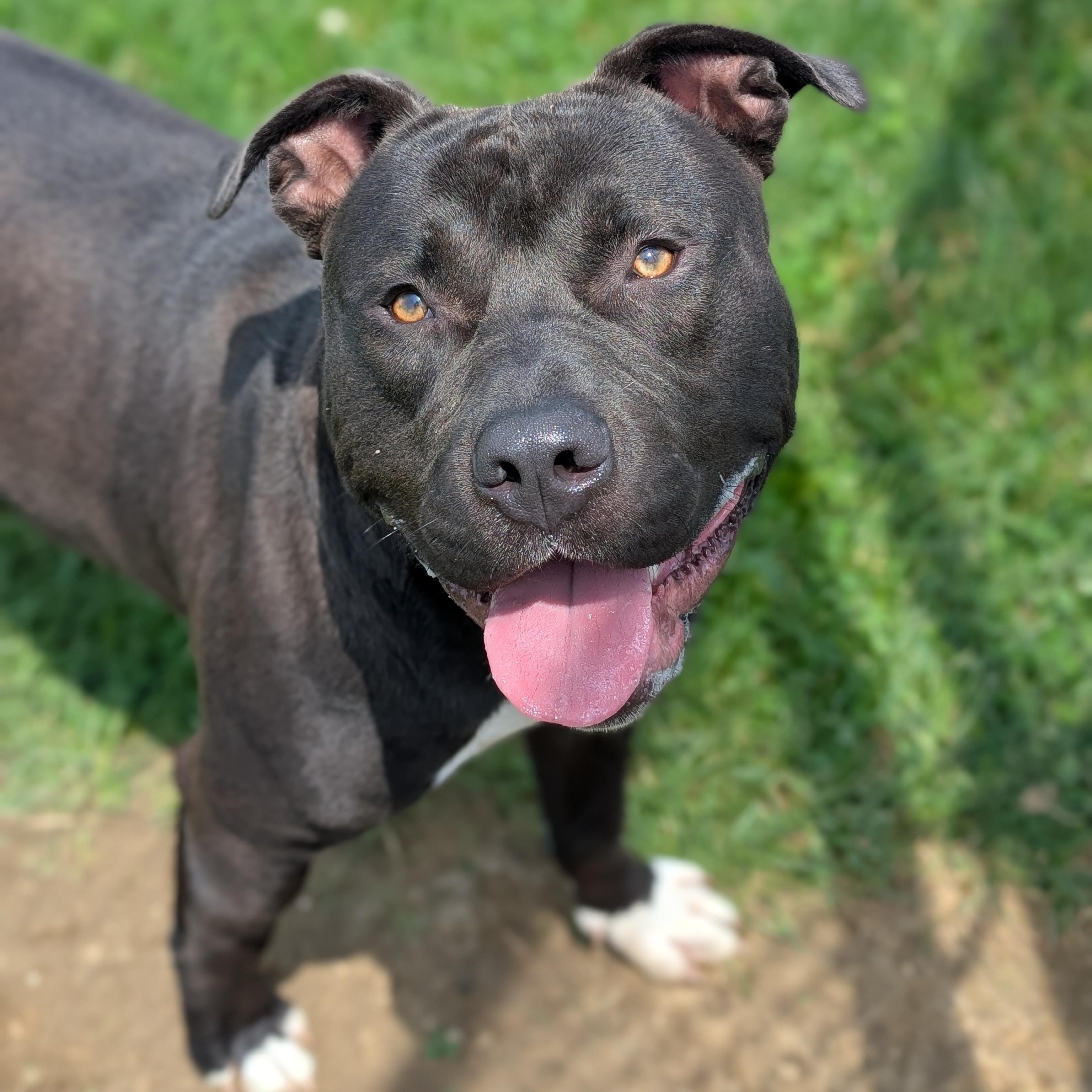 Enlarge 185572 Bosco, a Adoptable mixed breed in Ravenna, OH image 4/6