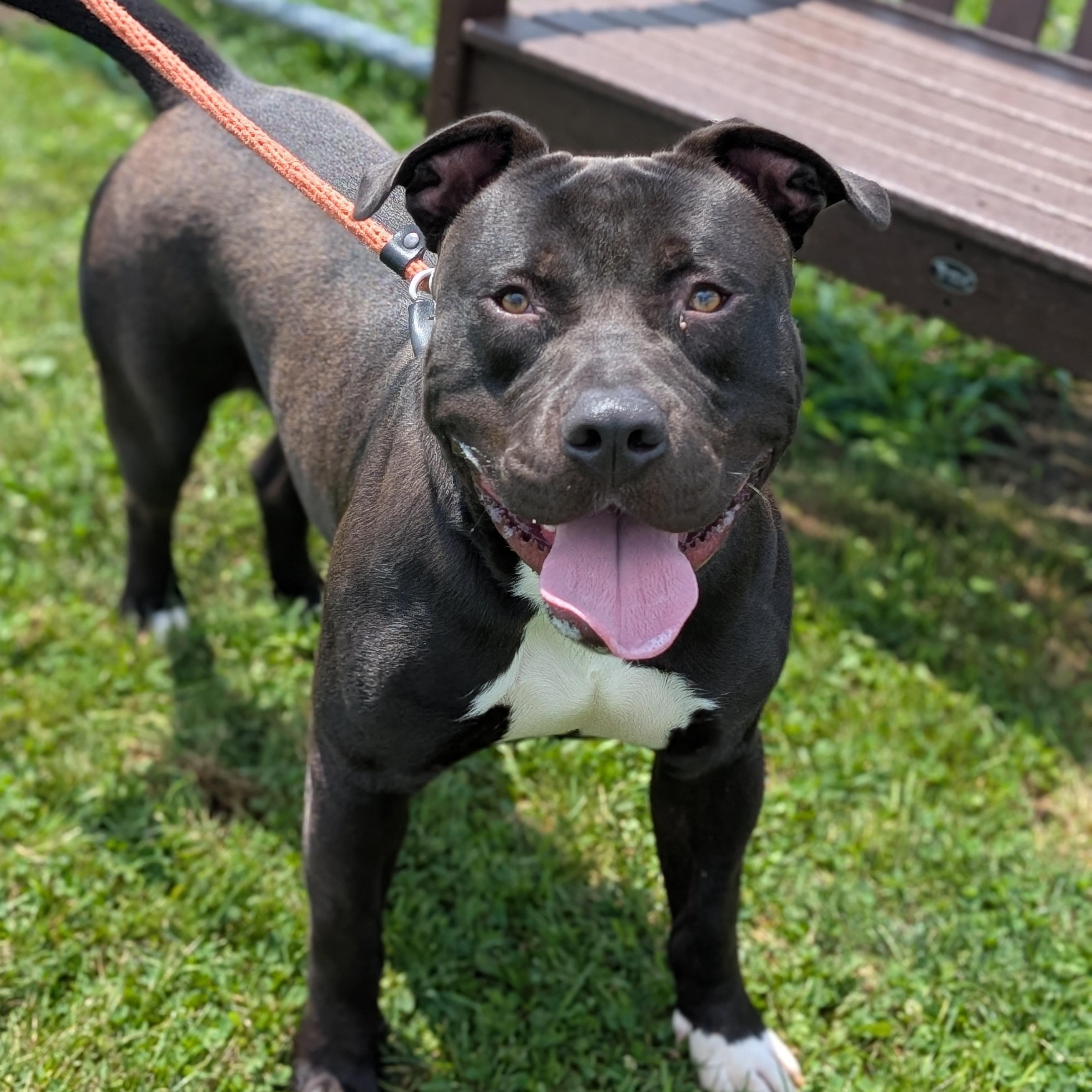 Enlarge 185572 Bosco, a Adoptable mixed breed in Ravenna, OH image 5/6