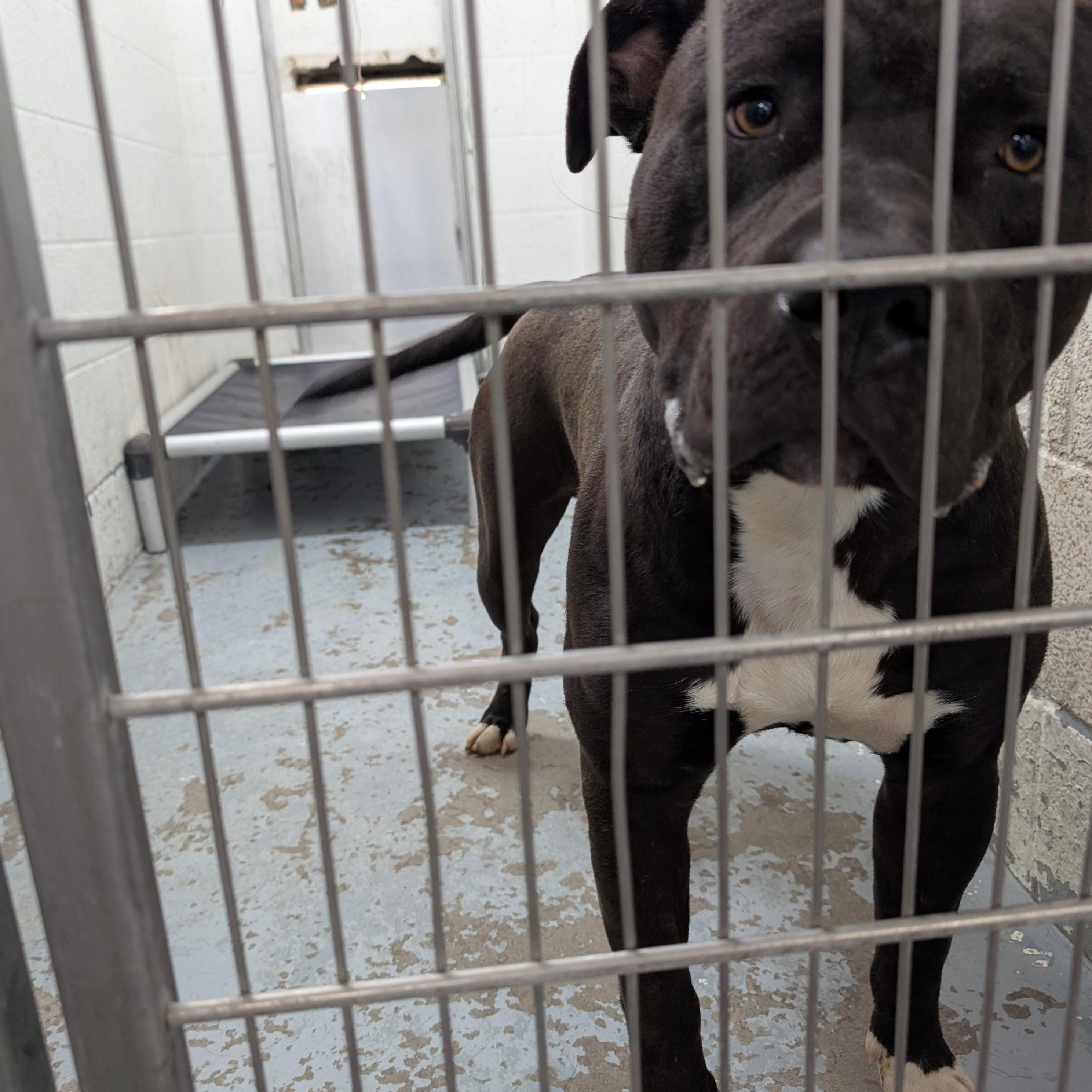 Enlarge 185572 Bosco, a Adoptable mixed breed in Ravenna, OH image 6/6