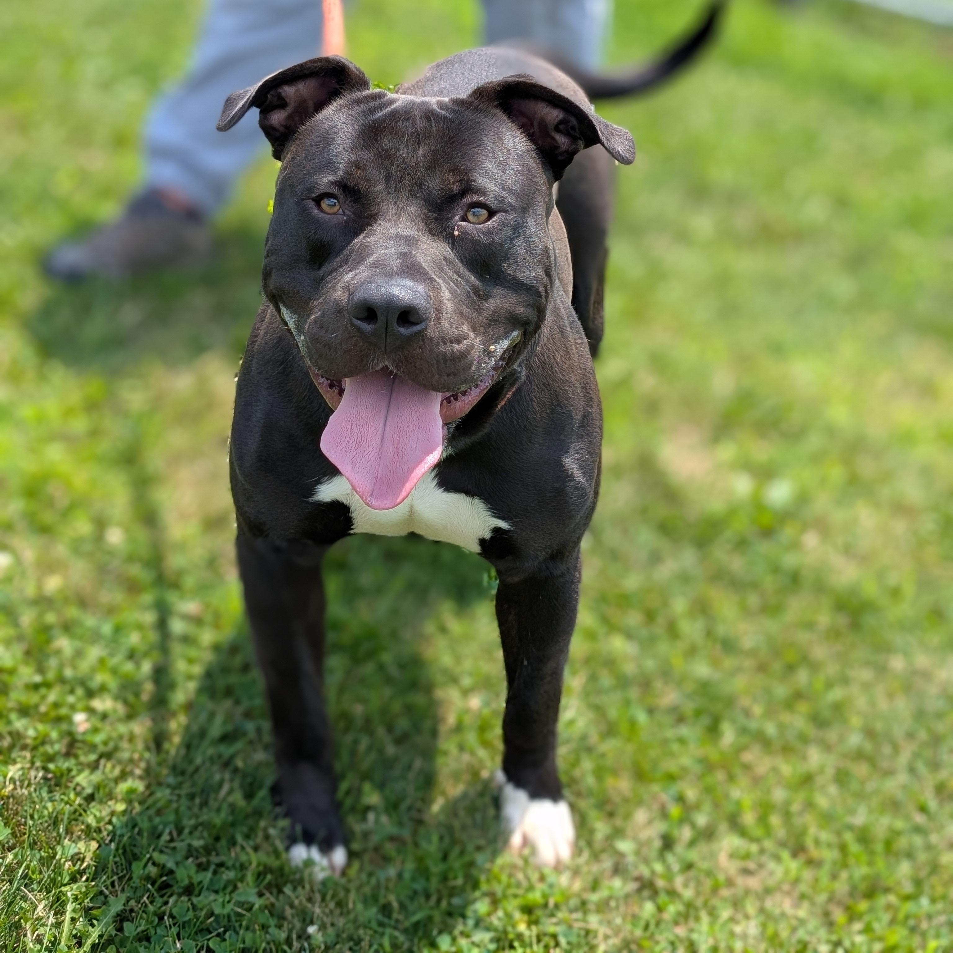 Enlarge 185572 Bosco, a Adoptable mixed breed in Ravenna, OH image 1/6