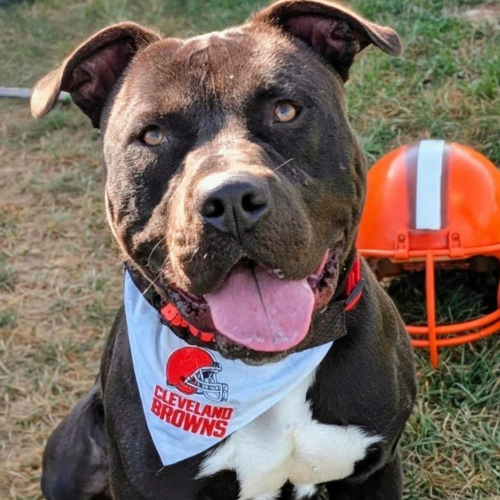 Enlarge 185572 Bosco, a Adoptable mixed breed in Ravenna, OH image 2/6