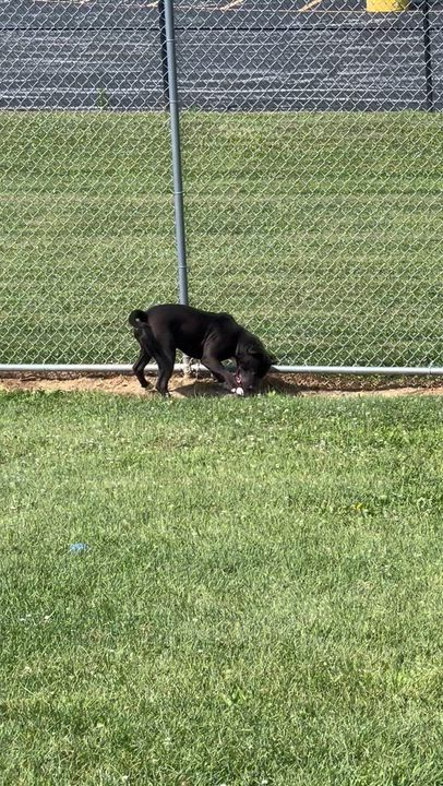 Enlarge 185572 Bosco, a Adoptable mixed breed in Ravenna, OH video 3/6