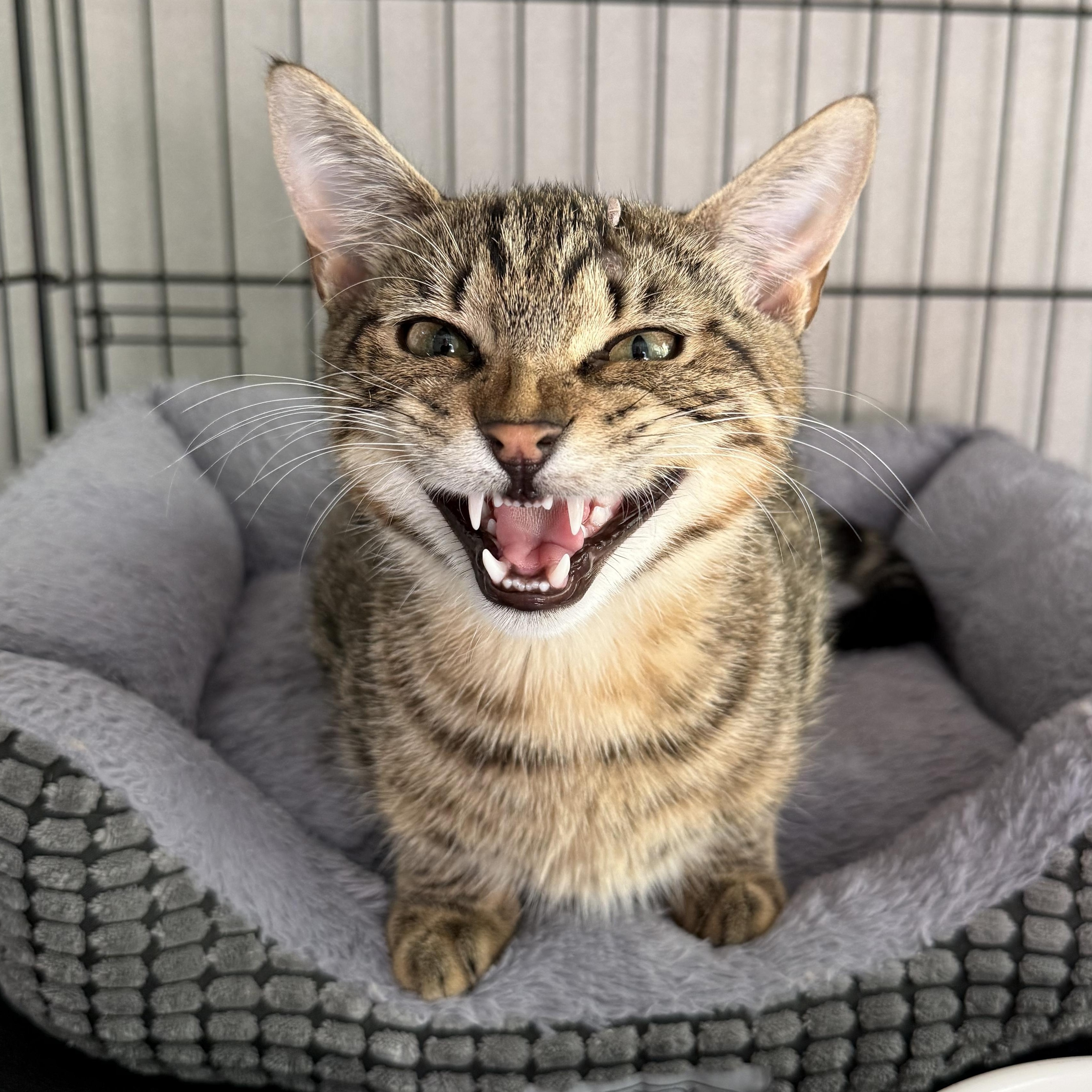 Memphis, an adopted mixed breed in West Milford, NJ image 2/5