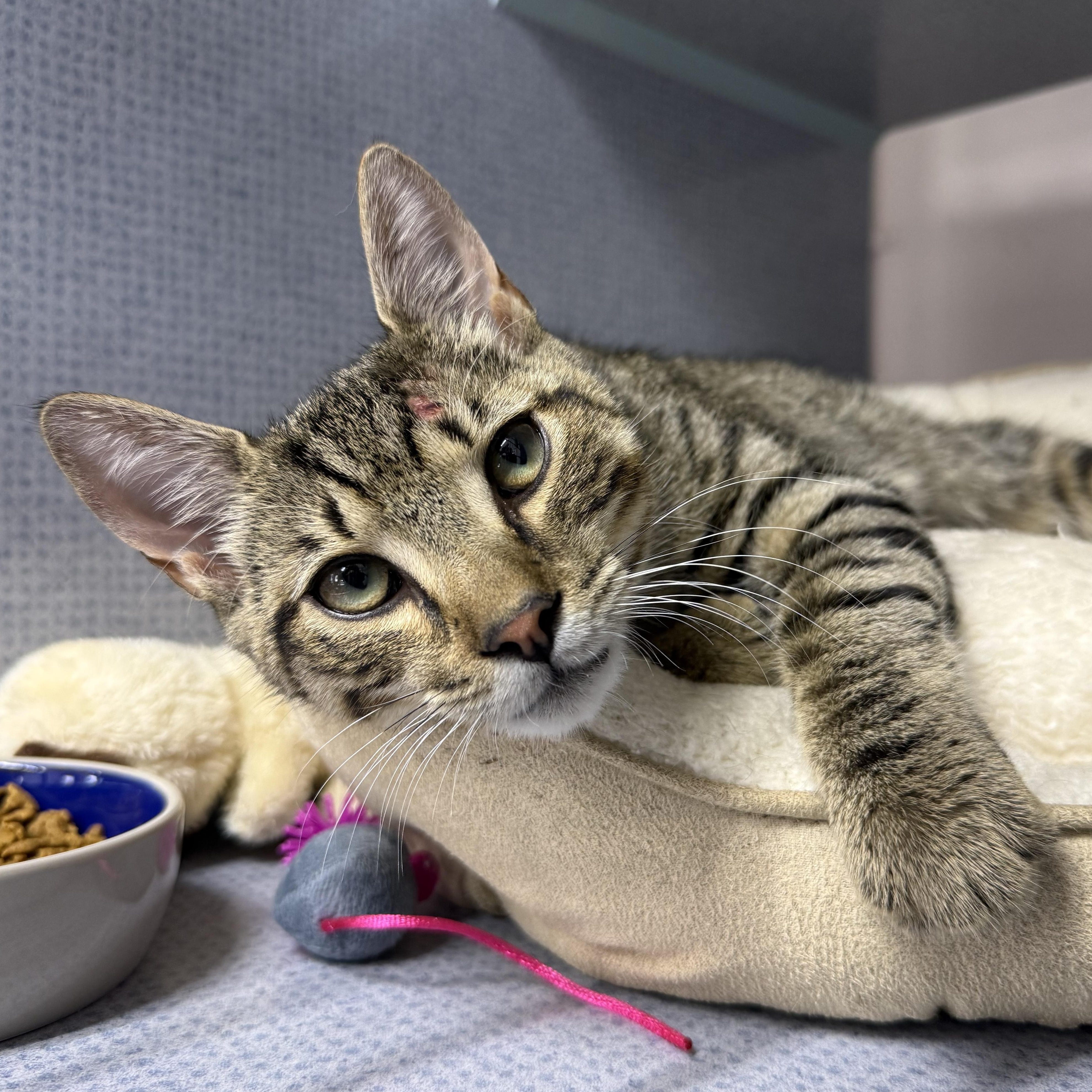 Memphis, an adopted mixed breed in West Milford, NJ image 4/5