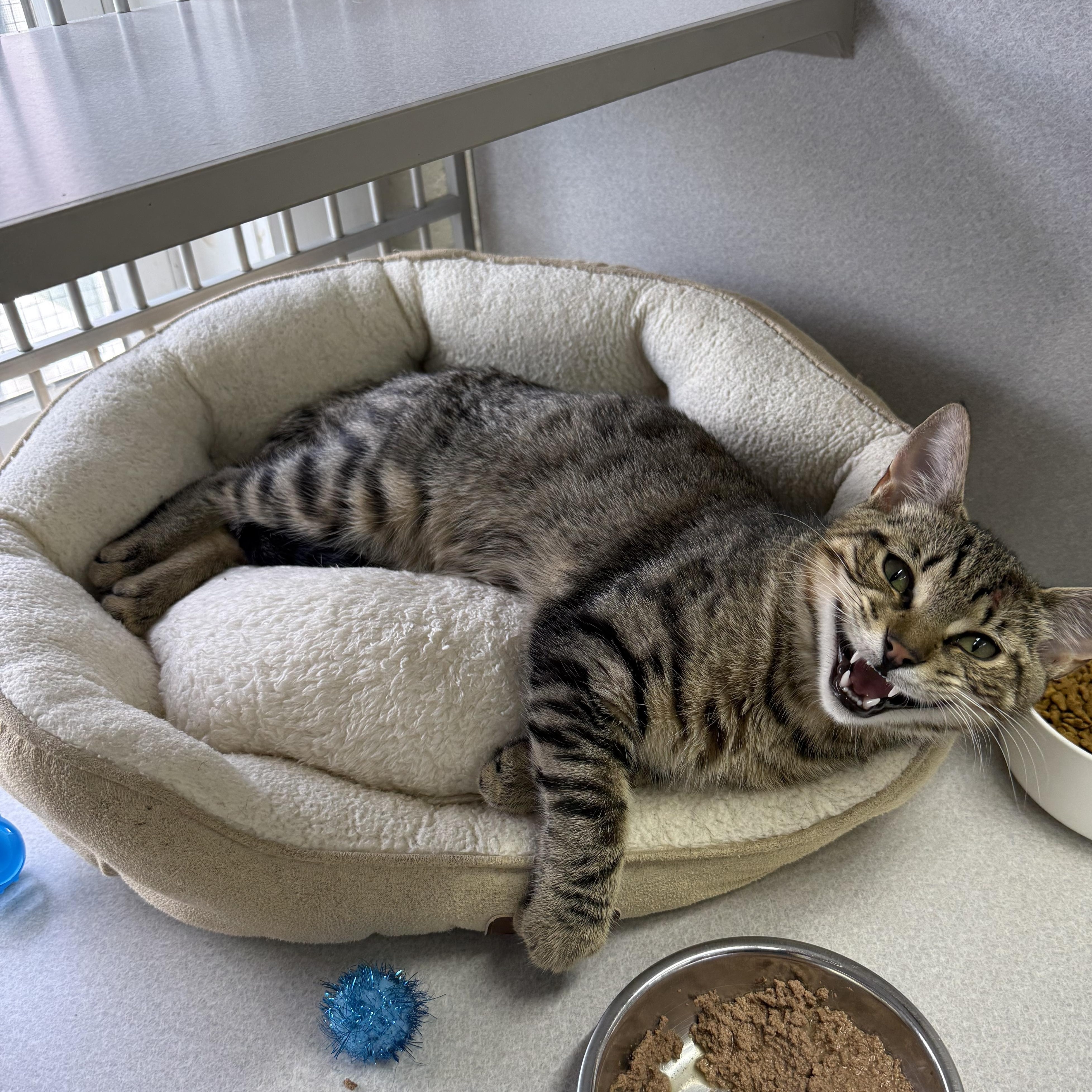 Memphis, an adopted mixed breed in West Milford, NJ image 5/5