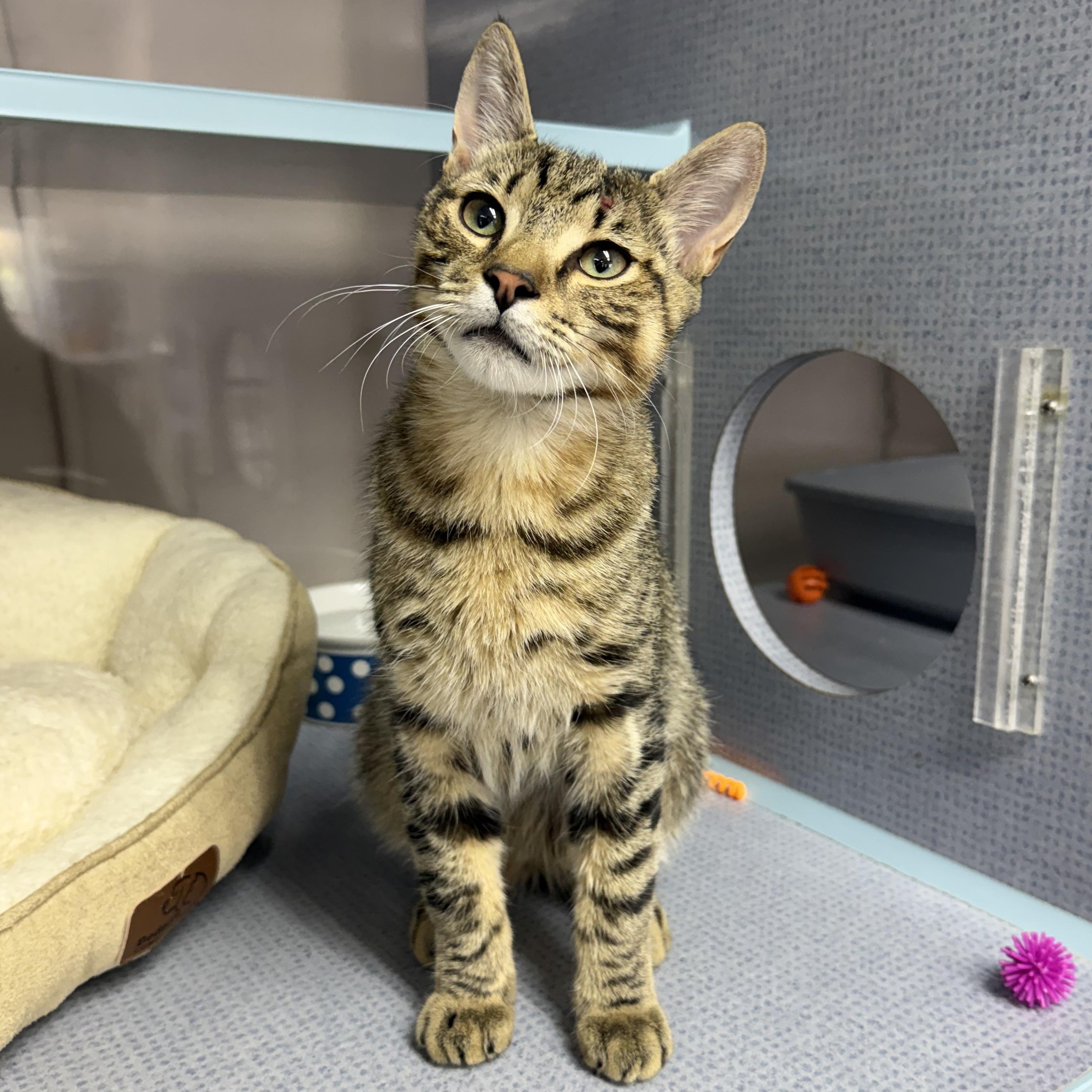 Memphis, adopted, Kitten Male Domestic Short Hair.