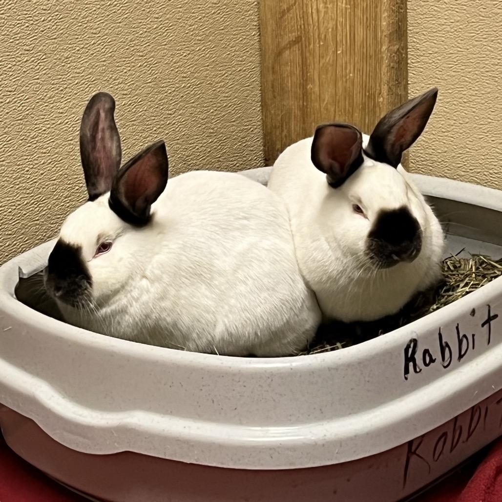 Sven, Adoptable, Baby Male Californian.