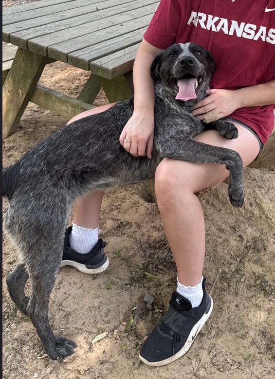 Enlarge Dixie, a ADOPTABLE Pointer in Ruston, LA image 1/1