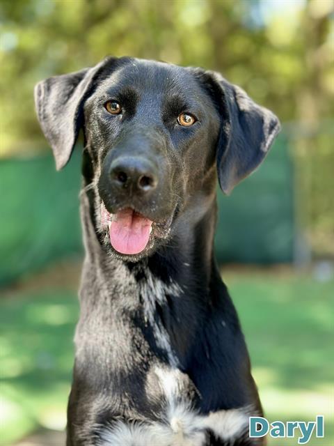 DARYL, Adoptable, Adult Male Labrador Retriever & Mixed Breed.