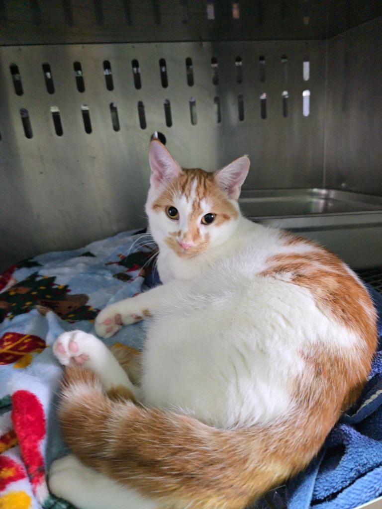 Blaze, Adoptable, Young Male Domestic Short Hair.