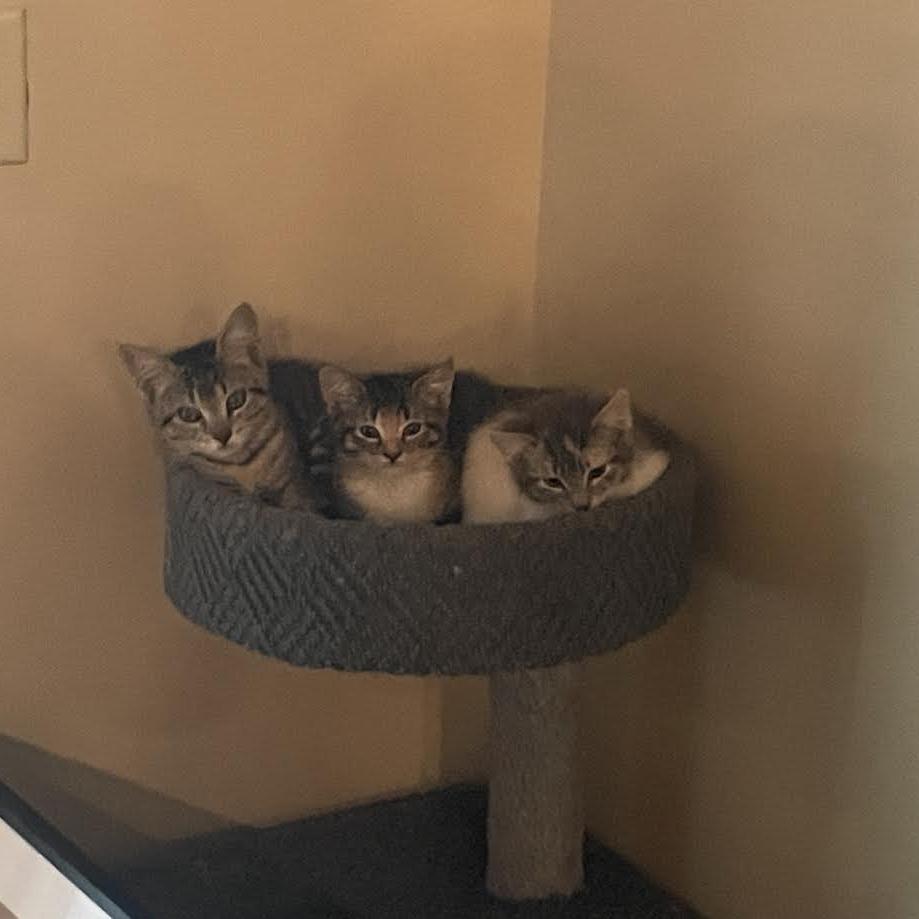 Shayla - Affectionate Cuddler! Good w/ Cats!, a Adoptable Domestic Short Hair in Flagstaff, AZ image 2/5