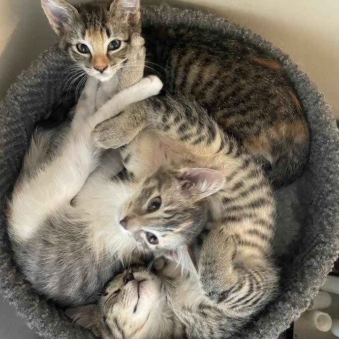 Shayla - Affectionate Cuddler! Good w/ Cats!, Adoptable, Kitten Female Domestic Short Hair.