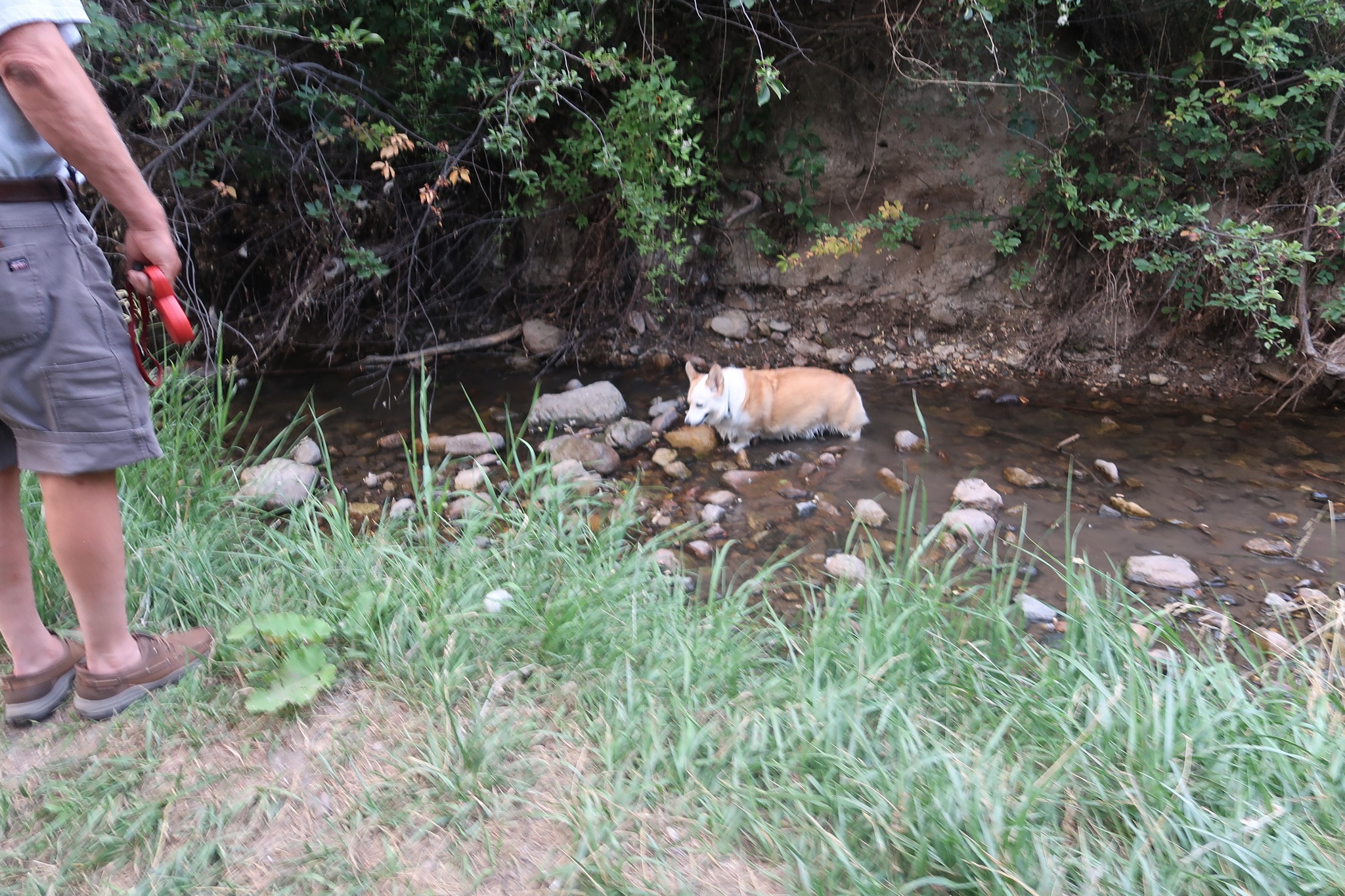 Ripley (CC), a Adopted Cardigan Welsh Corgi in Cody, WY image 3/3