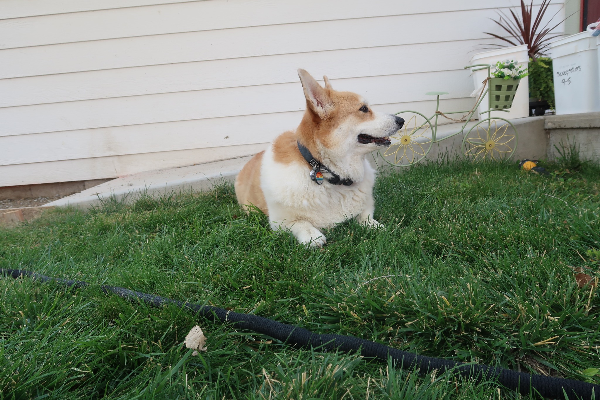 Ripley (CC), a Adopted Cardigan Welsh Corgi in Cody, WY image 2/3