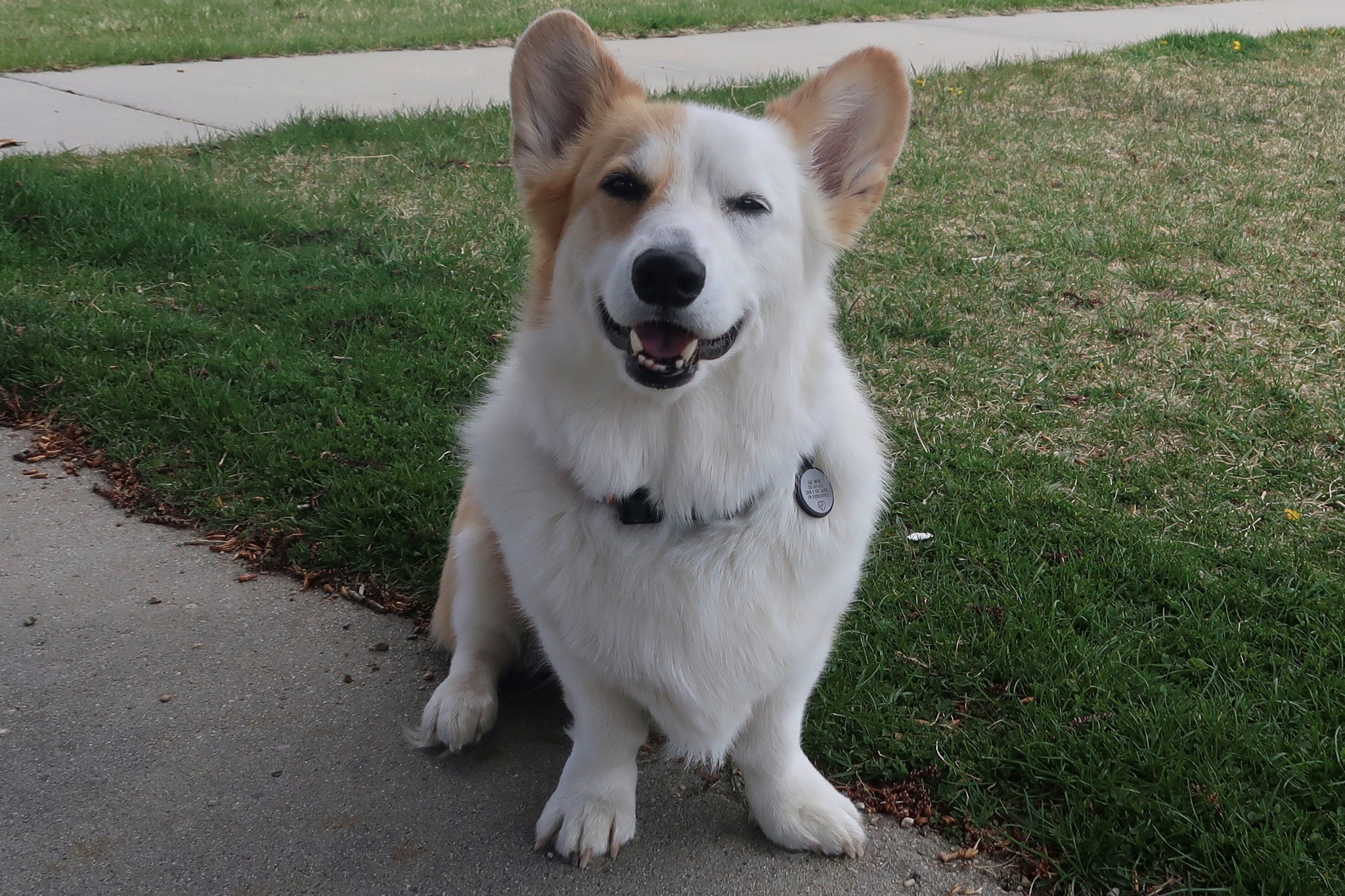 Ripley (CC), Adopted, Adult Male Cardigan Welsh Corgi.