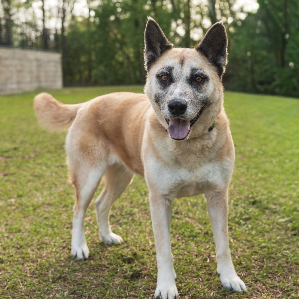 Lady, Adoptable, Adult Female Mixed Breed.