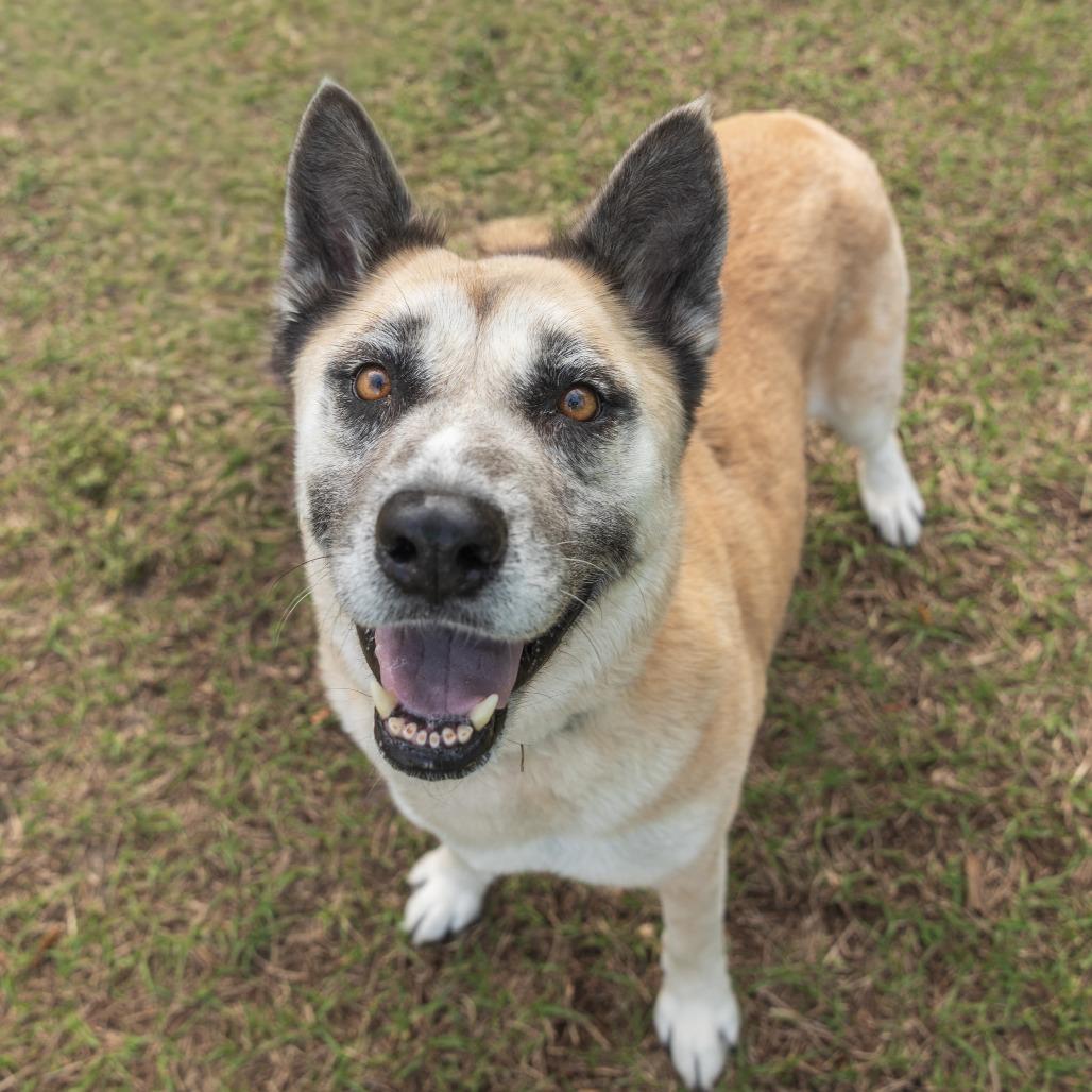 Enlarge Lady, a Adoptable Mixed Breed in Jacksonville, FL image 2/2